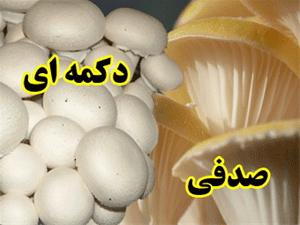  بهترین وکاملترین cdها و نشریات پرورش قارچ